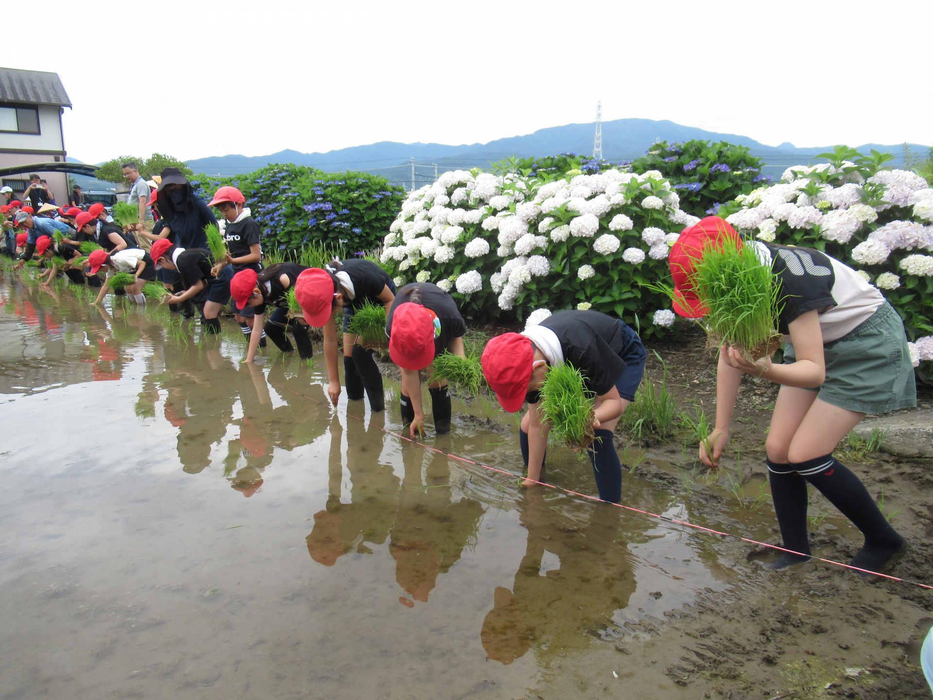 田植え風景