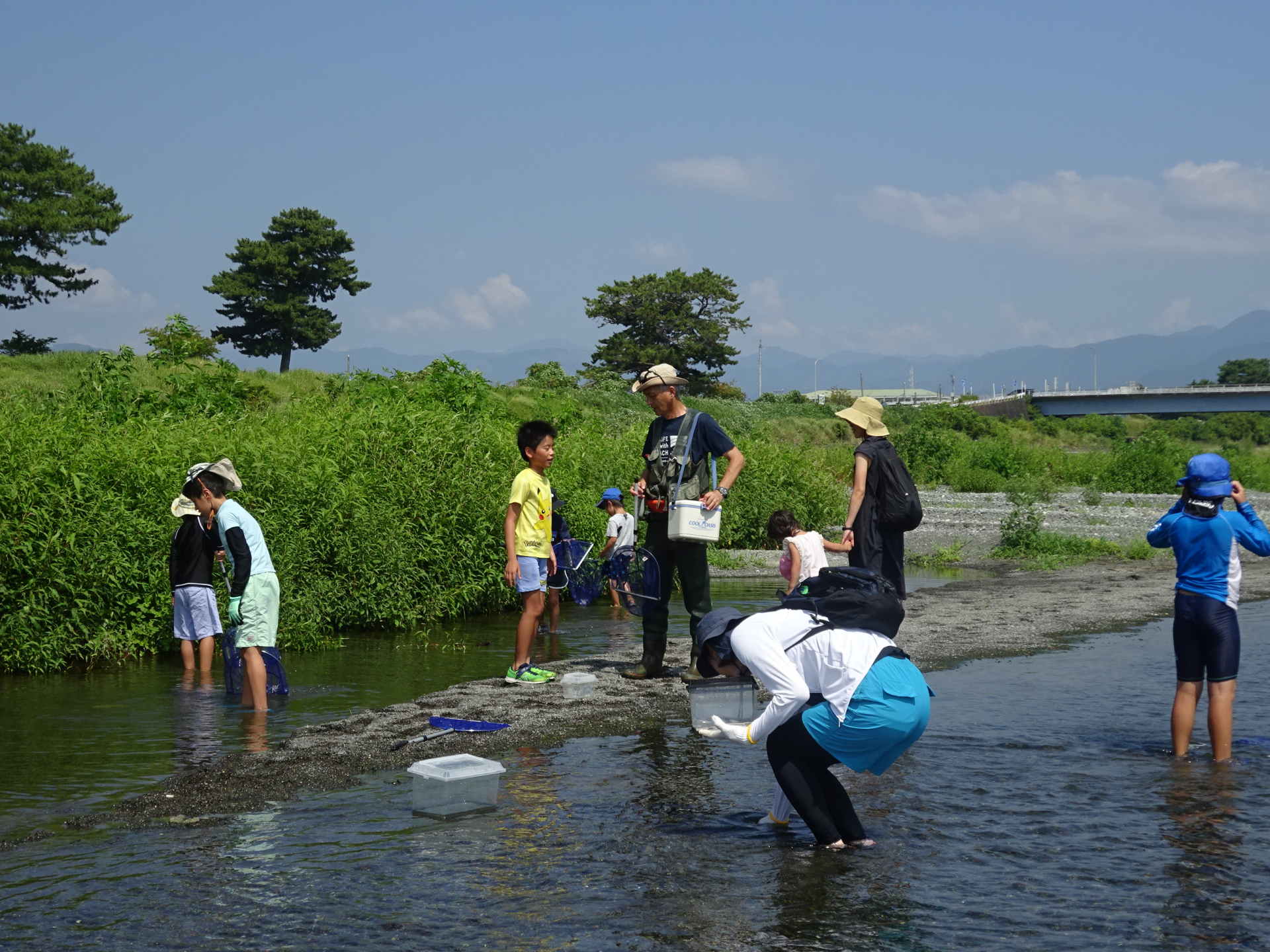 水の生きもの観察の様子