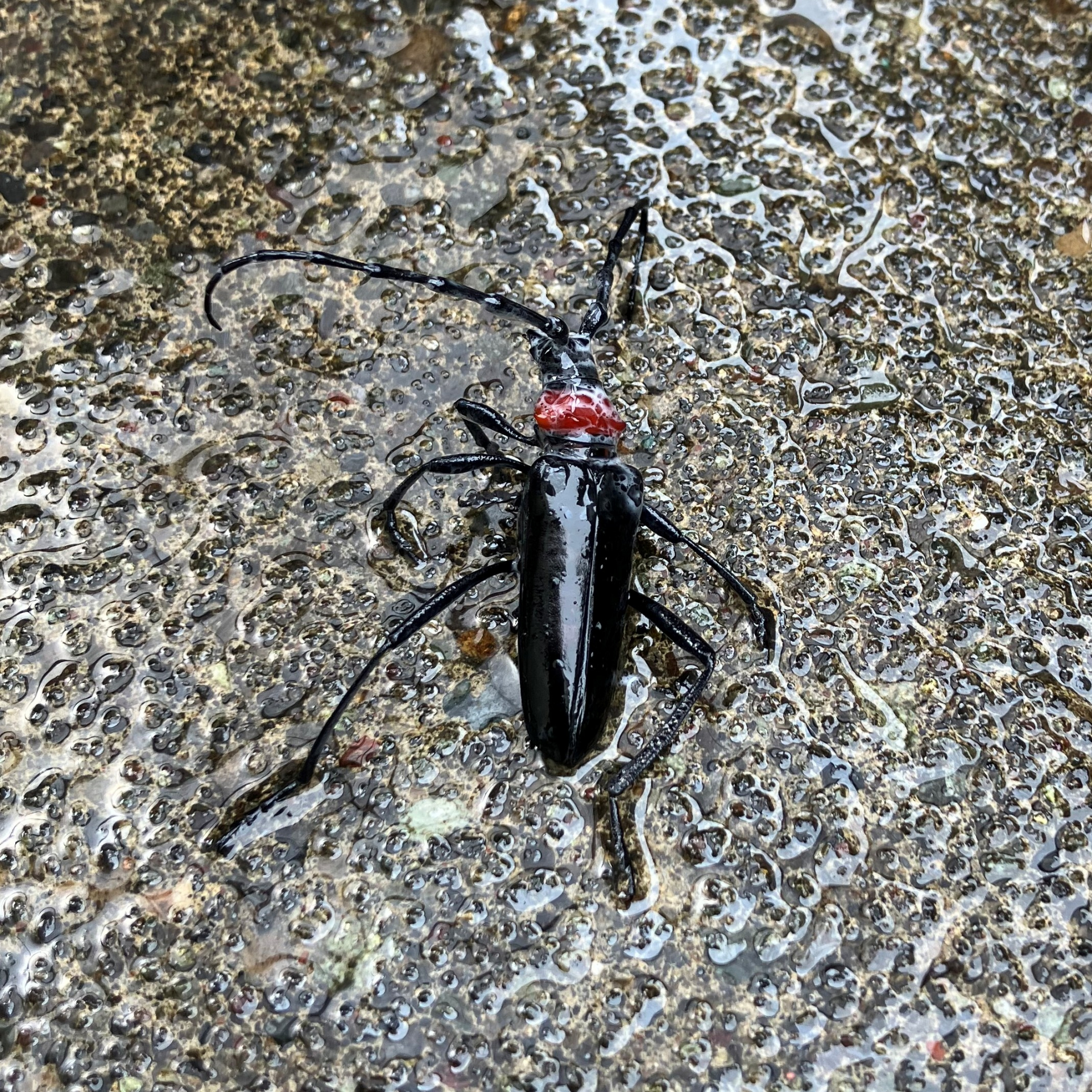今回確認されたクビアカツヤカミキリの画像