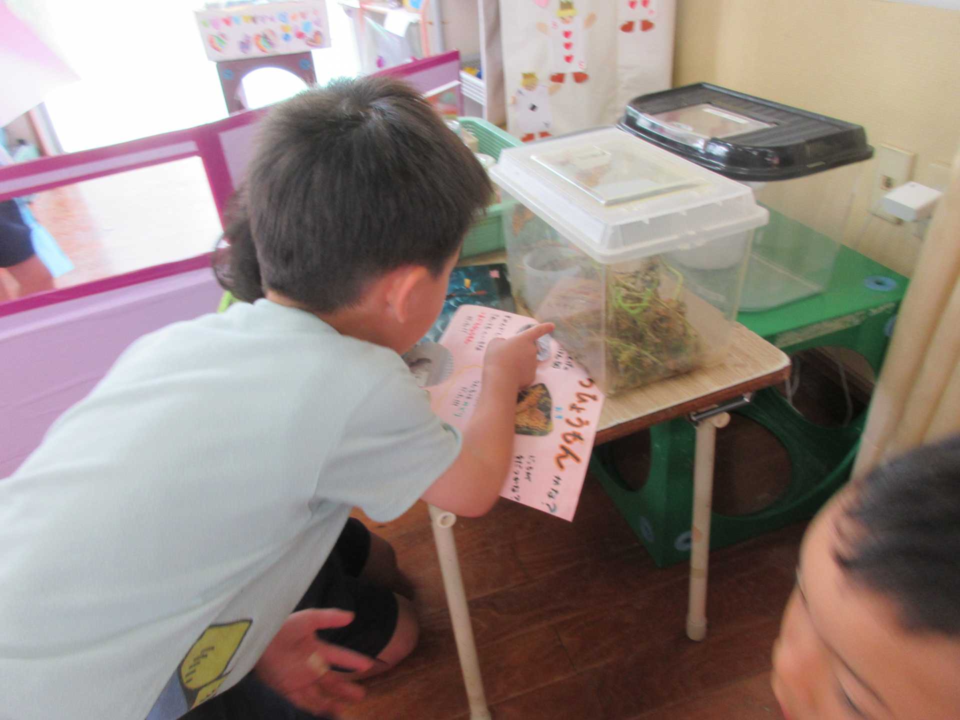 ツマグロヒョウモンの幼虫を観察する園児