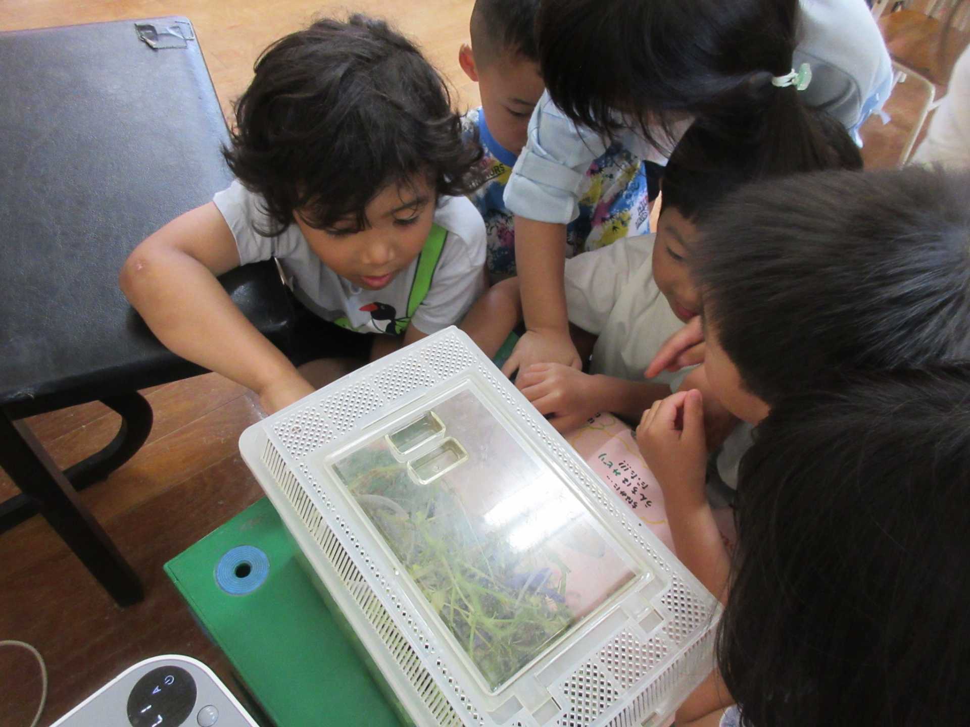ツマグロヒョウモンの幼虫を観察している園児たち