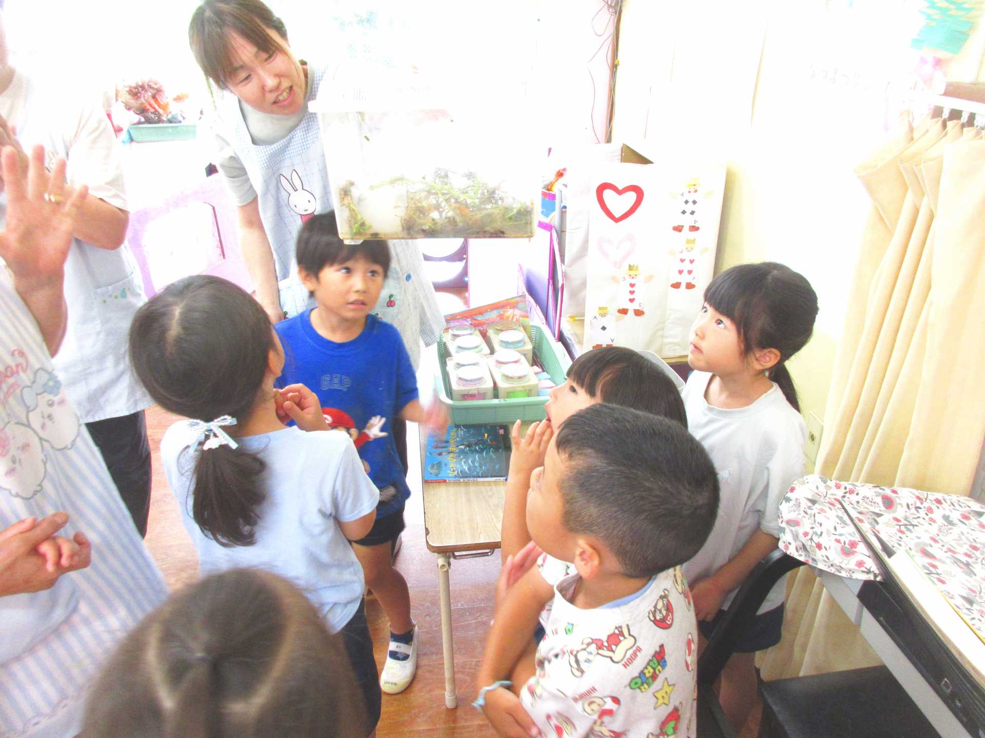 ツマグロヒョウモンの幼虫が羽化して蝶になったのを観察しているところ