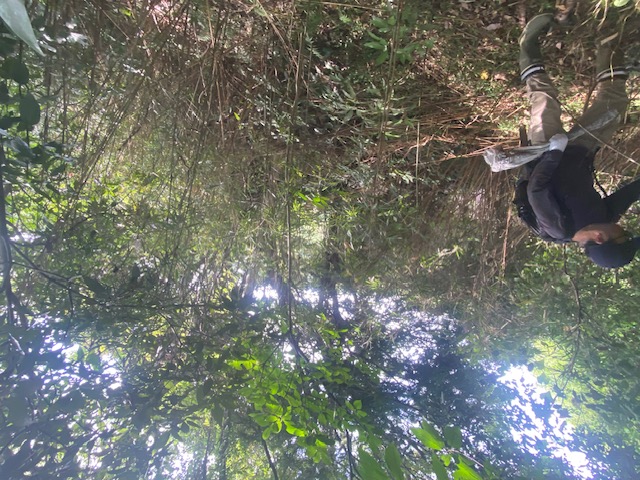 国府津山の笹草を刈る前の写真