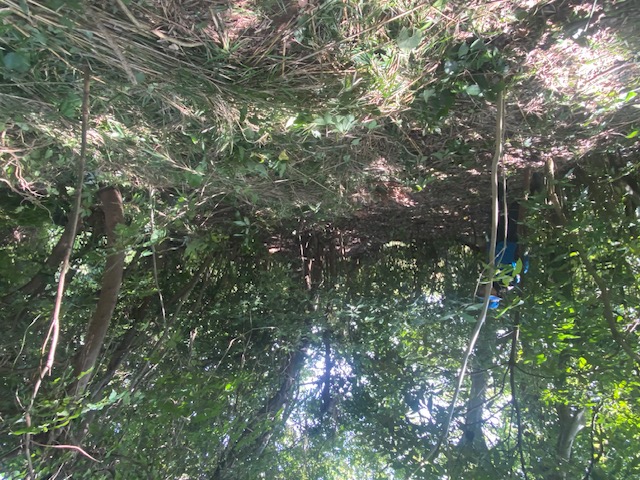 国府津山の笹草を刈った後の写真