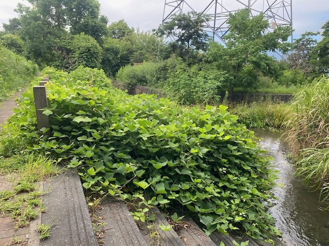 親水護岸のクズの葉を刈る前の写真