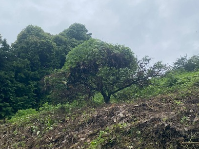 生い茂っている草木を整備した後の画像