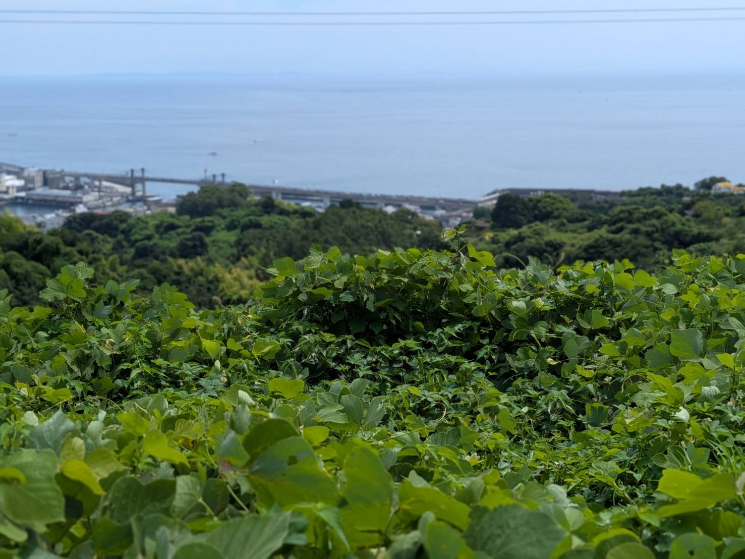 生い茂っている草木を整備する前の画像