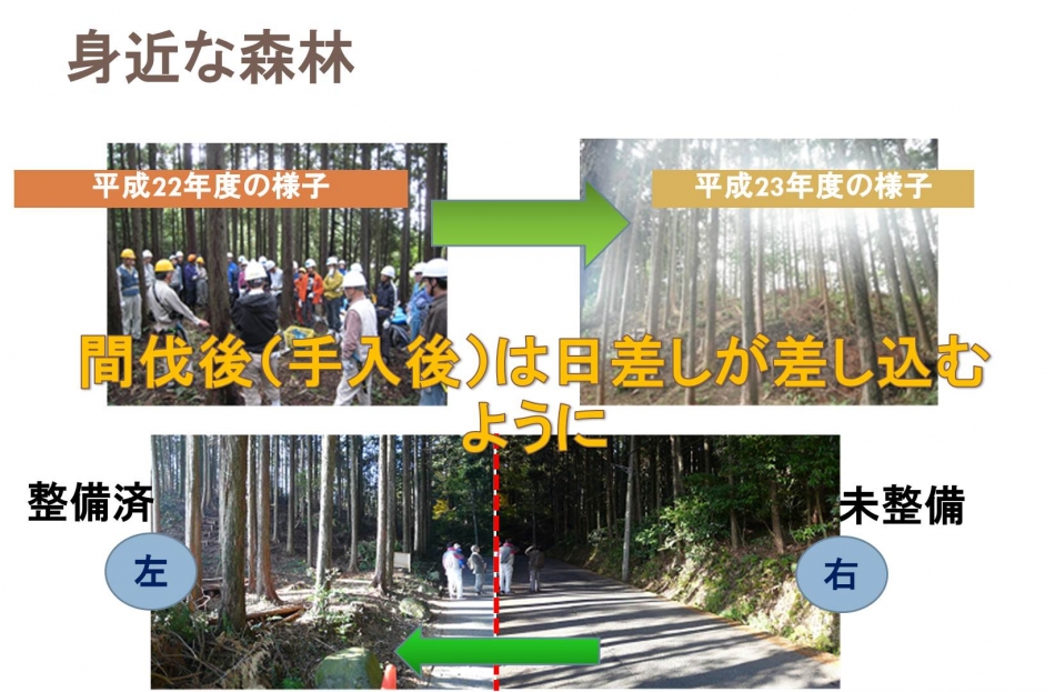 身近な森林(荻窪)