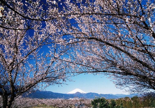 小田原市 梅まつり 令和2年2月1日 土 3月1日 日